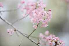樱桃开花粉红色的花樱桃花小集群