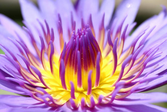 莲花美丽的紫色的莲花心皮关闭花莲花花关闭莲花开花自然