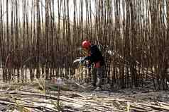 工人男人。甘蔗农场甘蔗种植园燃烧工人甘蔗种植园农场工人切割糖狗甘蔗农业