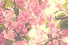 樱桃粉红色的花朵关闭盛开的粉红色的樱桃树