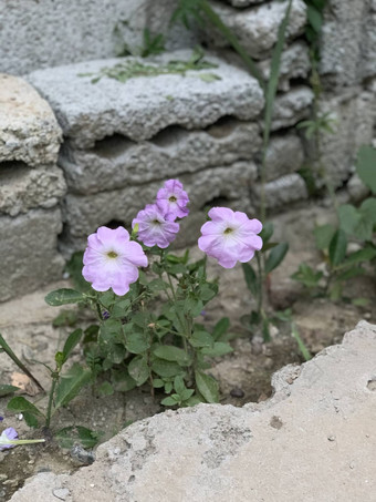 白色紫色的花成长砖墙