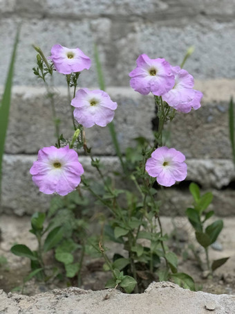 白色紫色的花成长砖墙