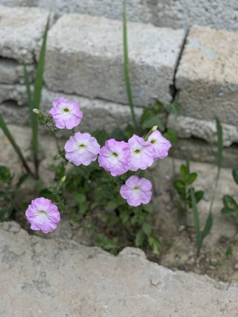 白色紫色的花成长砖墙