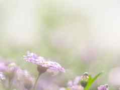 粉红色的花关闭雨滴绿色背景