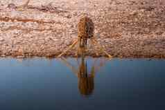 长颈鹿饮料水日出埃托沙国家公园纳米比亚