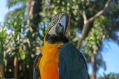 关闭肖像蓝色的黄色的金刚鹦鹉巴厘岛鸟公园动物园自民党金刚鹦鹉鹦鹉肖像宏肖像美丽的破阿拉鲁纳异国情调的旅行概念背景蓝色和金色金刚鹦鹉