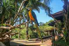 关闭肖像蓝色的黄色的金刚鹦鹉巴厘岛鸟公园动物园自民党金刚鹦鹉鹦鹉肖像宏肖像美丽的破阿拉鲁纳异国情调的旅行概念背景蓝色和金色金刚鹦鹉