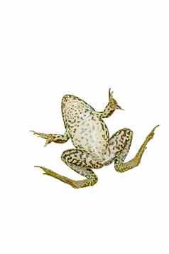 常见的绿色青蛙孤立的白色背景视图