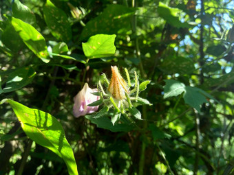 关闭现crinitus现海南氏菌现racemosus芙蓉bodinieri芙蓉骑兵芙蓉十分难看美丽的轮黄色的花自然