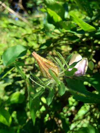 关闭<strong>现</strong>crinitus<strong>现</strong>海南氏菌<strong>现</strong>racemosus芙蓉bodinieri芙蓉骑兵芙蓉十分难看美丽的轮黄色的花自然