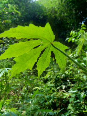 关闭现crinitus现海南氏菌现racemosus芙蓉bodinieri芙蓉骑兵芙蓉十分难看美丽的轮黄色的花自然