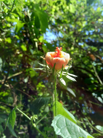 关闭<strong>现</strong>crinitus<strong>现</strong>海南氏菌<strong>现</strong>racemosus芙蓉bodinieri芙蓉骑兵芙蓉十分难看美丽的轮黄色的花自然