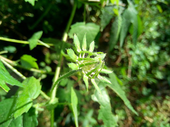 关闭<strong>现</strong>crinitus<strong>现</strong>海南氏菌<strong>现</strong>racemosus芙蓉bodinieri芙蓉骑兵芙蓉十分难看美丽的轮黄色的花自然