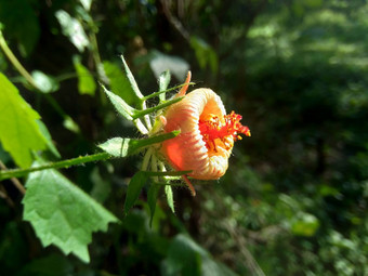 关闭现crinitus现海南氏菌现racemosus芙蓉bodinieri芙蓉骑兵芙蓉十分难看美丽的轮黄色的花自然