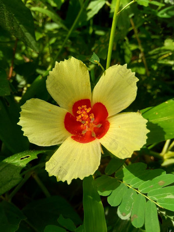 关闭现crinitus现海南氏菌现racemosus芙蓉bodinieri芙蓉骑兵芙蓉十分难看美丽的轮黄色的花自然