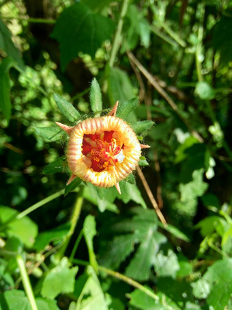 关闭<strong>现</strong>crinitus<strong>现</strong>海南氏菌<strong>现</strong>racemosus芙蓉bodinieri芙蓉骑兵芙蓉十分难看美丽的轮黄色的花自然