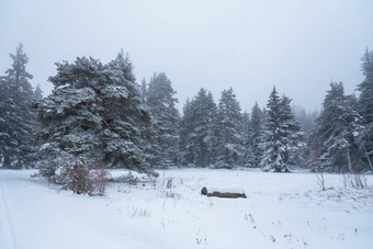 美丽的降雪<strong>梦幻</strong>冬天森林景观