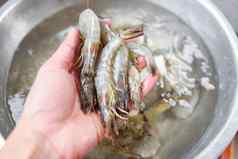 新鲜的虾手烹饪海鲜生虾虾