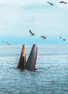 布莱德的鲸鱼伊甸园的鲸鱼吃鱼海湾泰国