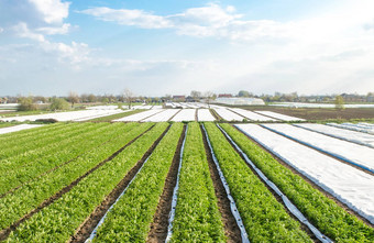 行种植园土豆灌木agrofibre删除agroindustry农业综合企业培养护理收获晚些时候春天日益增长的作物农场农业日益增长的食物蔬菜