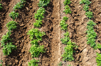 里维埃拉各种土豆灌木种植园农场农业文化场农业日益增长的食物蔬菜培养护理收获晚些时候春天agroindustry农业综合企业