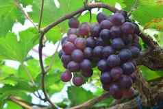 葡萄品种黑色的蛋白石葡萄园