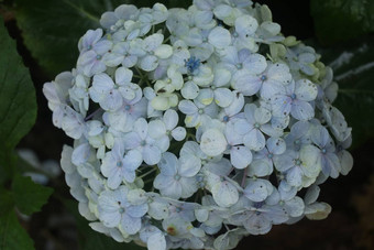 细节绣球花大叶藻花朵紫色的花盛开的特写镜头绣球花大叶藻苍白的蓝色的花布什绣球花大叶藻巴厘岛蓝色的绣球花开花发现了印尼