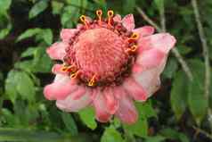 前视图观赏花埃特林加埃拉蒂奥热带花红色的火炬姜姜科美丽的粉红色的花丛林植物发现热带森林带来了成长花园