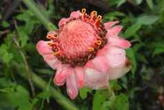 前视图观赏花埃特林加埃拉蒂奥热带花红色的火炬姜姜科美丽的粉红色的花丛林植物发现热带森林带来了成长花园