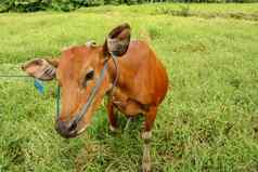 棕色（的）牛站绿色场高草年轻的小母牛相机镜头牛肉牛系蓝色的绳子牛啃食草地草巴厘岛岛印尼