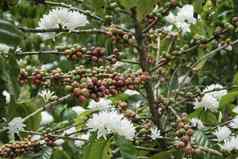 咖啡豆咖啡树咖啡馆种植园