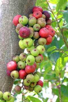 无花果水果热带榕属植物racemosa无花果树自然无花果森林水果无花果红色的绿色泰国水果