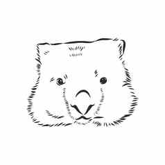 插画袋熊草图孤立的白色背景袋熊向量草图插图