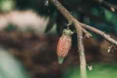 可可树theobroma可可有机可可水果豆荚自然