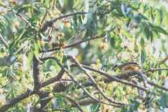 鸟yellow-vented球茎树自然野生