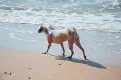 狗运行快乐有趣的海滩旅行海