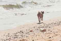 狗运行快乐有趣的海滩旅行海