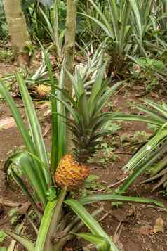 年轻的菠萝成熟热带丛林巴厘岛岛菠萝comosus成熟获得橙色颜色额外的甜蜜的热带水果娜纳斯蜂蜜水果异国情调的水果bromelia菠萝