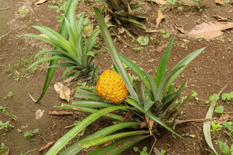 年轻的菠萝成熟热带丛林巴厘岛岛菠萝comosus成熟获得橙色颜色额外的甜蜜的热带<strong>水果</strong>娜纳斯蜂蜜<strong>水果</strong>异国情调的<strong>水果</strong>bromelia菠萝