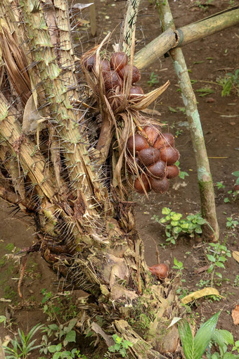 丛白痴扎拉卡水果成熟选萨拉白痴扎拉卡甜蜜的酸水果印尼蛇水果由于红褐色有鳞的皮肤自然背景