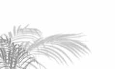 摘要棕榈叶子影子白色墙背景空白复制空间