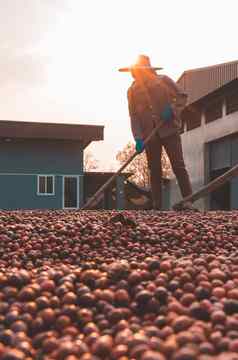 咖啡豆子干燥太阳咖啡种植园咖啡