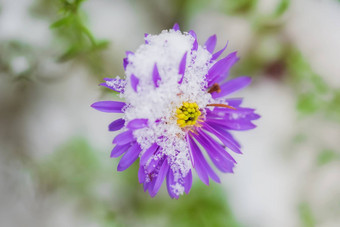 花高<strong>山水马</strong>齿雪