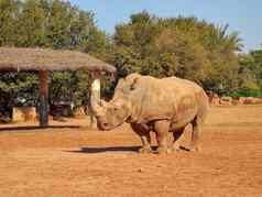 巨大的犀牛站动物园