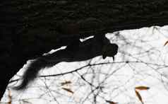 野生动物灰色的松鼠北美有害无益收集坚果