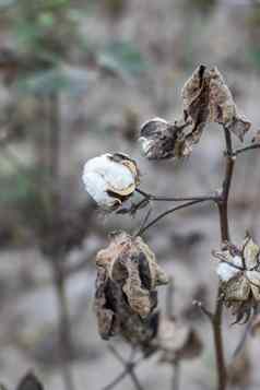 成熟的棉花生长分支