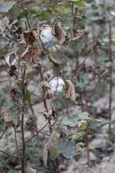 成熟的棉花生长分支