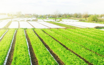 绿色农场土豆<strong>字</strong>段阳光明媚的早....一天日益增长的蔬菜食物农业农业综合企业有机农业欧洲美丽的农村景观农业部门经济