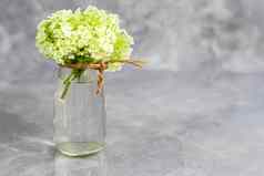 透明的花瓶完整的新鲜减少花灰色的背景花收集自然绣球花