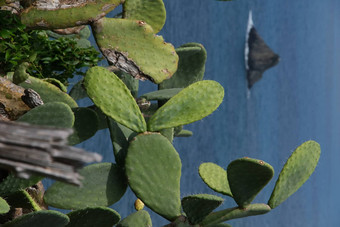 多刺的梨植物五渔村海洋公园